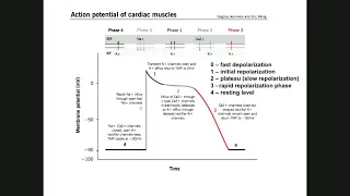 Anatomy Physiology/Heart Part II