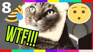 Funny Cats Compilation NEW 2016 ᴴᴰ w/ Cat fails 2016 ✔ Funny pets #8