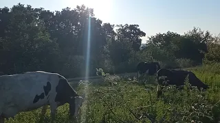 ‼️Без ЖОМУ не буде молока 🤣 зробіть гарний раціон годівлі - та буде вам щастя 🥛🐮🇺🇦☀️‼️