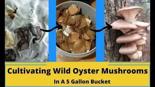 Can I Grow Oyster Mushrooms In A Bucket Of Cardboard?