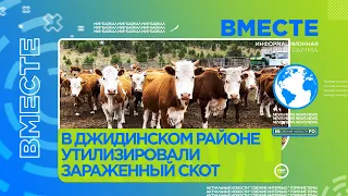 B Джидинском районе утилизировали зараженный скот