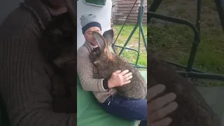 Meet the Flemish Giant Rabbit, One of the Largest Breeds in the World