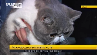 Міжнародна виставка котів. ПравдаТУТ Львів