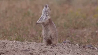 Prairie Dogs Jump Call