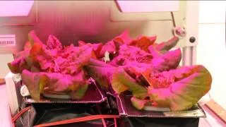 Space Station Live: Gardening in Space