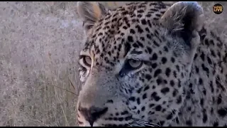 Safari Live : Tingana Male Leopard on drive this morning with Steve May 05, 2018