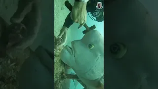 scuba diver feeding Asian sheepshead wrasse fish#wow #trending #viral #shortsvideo