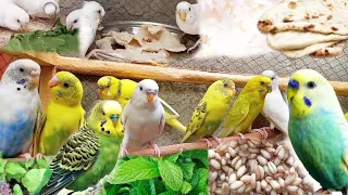 FOOD For BIRD'S | PARROT'S FOODS 🤪