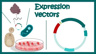 Expression vectors | What is in an expression vector? | applications of expression vectors