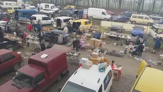 Виставка Голубів, Чортків, 10.11.2019