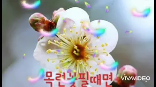 목련꽃필때면