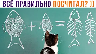 КОТИК-МАТЕМАТИК ))) Приколы с котами | Мемозг 1140