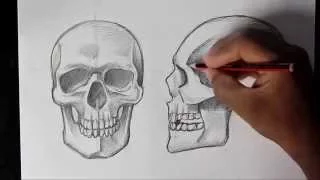 How to Draw Human Skull Front/Profile | Human Anatomy