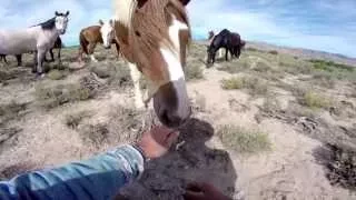 GoPro  Wild Mustangs   A Legacy in 4K