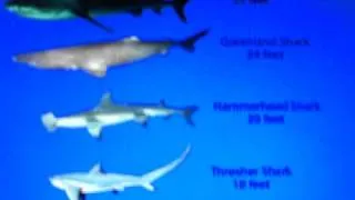 The 9 biggest sharks ever