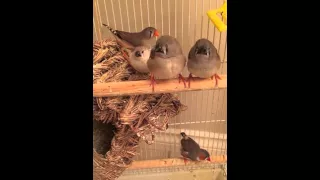 Baby finches are hungry...