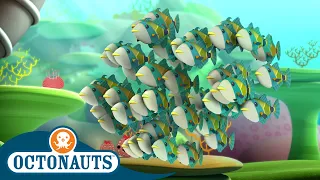 Octonauts - Humuhumus & The Electric Torpedo Rays | Cartoons for Kids | Underwater Sea Education