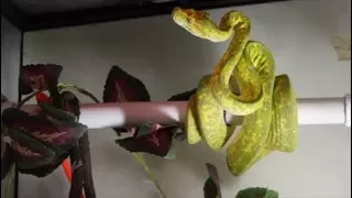 Live feeding a green tree python.  Love this crazy little girl!!