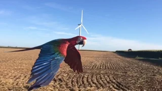 Macaw flight in slow Motion