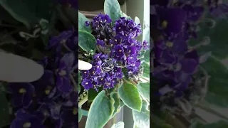 Mealy bugs : African violet: Alcohol spray.