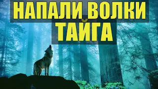 СТАРОВЕРЫ ЗАБЛУДИЛСЯ В ТАЙГЕ НАПАДЕНИЕ ВОЛКОВ УДИВИТЕЛЬНЫЕ ИСТОРИИ ИЗ ЖИЗНИ КАК ЗАЩИТИТЬСЯ ОТ ВОЛКА