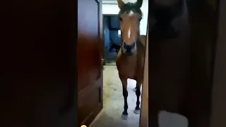 🐎