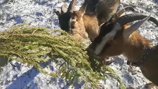 Новости и зимний рацион коз.