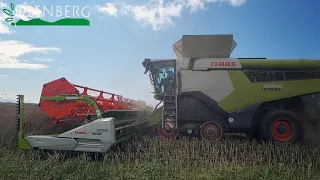 Pokaz Claas Lexion 8800 TT  /  akcja żniwa