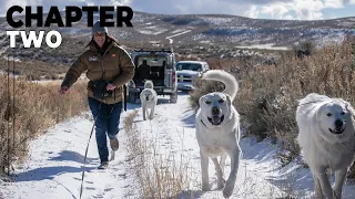 Home of The Great Pyrenees Mountain Dogs | Bellevue, Idaho
