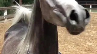 Как дышит возбужденная арабская лошадь.