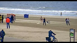 Dier in nood op Hoekse strand