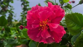 Propagated Hibiscus flower/How to Propagate Hibiscus