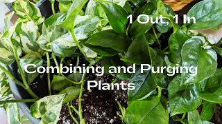 Making Room. Combining & Purging Plants