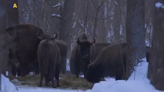 Конотопские зубры | Неизведанная Украина