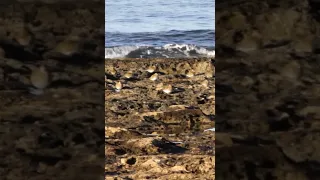 Золотистые ржанки на берегу Средиземного моря/Golden plover on the Mediterranean coast #shorts