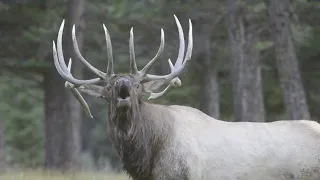 Elk Bugle - Hear the cry of the male elk.