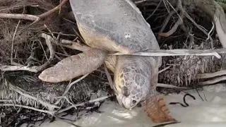 Морская черепаха😢Потеряла надежду на спасение