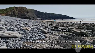 fossil hunting in wales - southerndown big haul