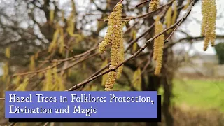 Hazel Trees in Folklore: Protection, Divination and Magic