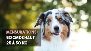 Le Berger Australien, Un Chien Star