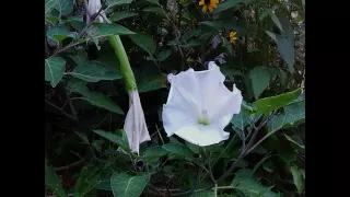 Moonflower Bloom