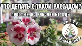 Что делать с такой рассадой? Простые, но рабочие методы