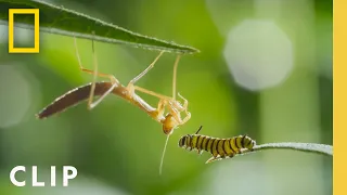 Monarch Migration and Metamorphosis | Incredible Animal Journeys | National Geographic