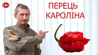 ШОК!!! ЗʼЇВ САМИЙ ГОСТРИЙ ПЕРЕЦЬ СВІТУ КАРОЛІНА. експеримент.