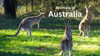 Animals of Australia Peaceful Relaxing Music, Meditation nature 4K Scenic Wildlife Calming Music