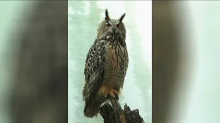 Central Park Zoo stopping all efforts to recapture Flaco the escaped owl