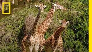 How Giraffes are Fed at Disney's Animal Kingdom | Magic of Disney's Animal Kingdom