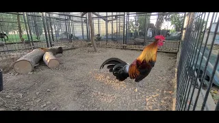 lao's red junglefowl