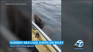 Hungry sea lion jumps up to grab fisherman's catch