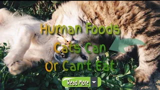 what can cats eat